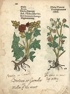 Greater musk-mallow, Malva alcea