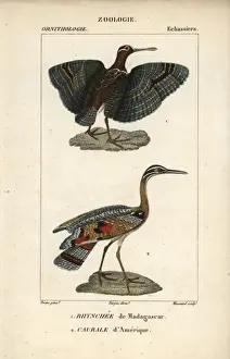 Greater painted snipe, Rostratula benghalensis
