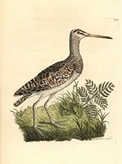 Snipe Prints: Greater painted-snipe, Rostratula benghalensis