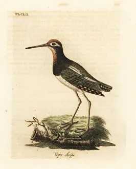 Scolopax Prints: Greater painted-snipe, Rostratula benghalensis