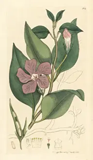 Greater periwinkle, Vinca major