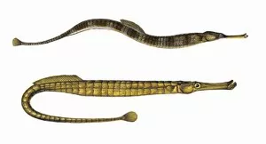 Greater Pipefish and Broad-Nosed Pipefish