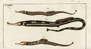 Encyclopedia Gallery: Greater pipefish and Sargassum pipefish