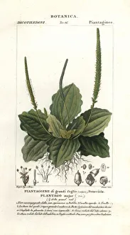 Plantain Prints: Greater plantain, Plantago major