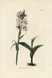 Loddiges Collection: Greater purple fringed orchid, Platanthera grandiflora