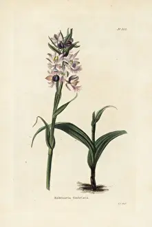 Cooke Prints: Greater purple fringed orchid, Platanthera grandiflora