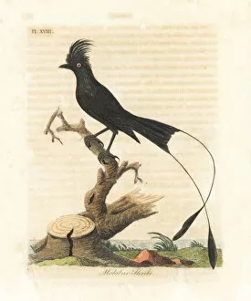 Malabar Collection: Greater racket-tailed drongo, Dicrurus paradiseus