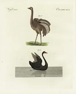 Bilderbuchfurkinder Prints: Greater rhea, Rhea americana, and black swan, Cygnus atratus