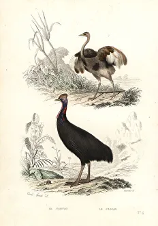 Fournier Prints: Greater rhea and southern cassowary