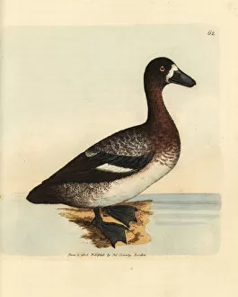 Anas Collection: Greater scaup duck, Aythya marila, female