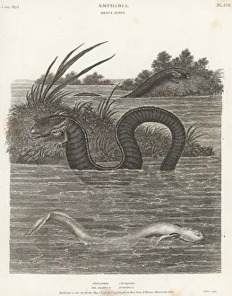 Herpetology Prints: Greater siren and olm