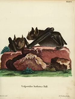 Greater spear-nosed bat, Phyllostomus hastatus