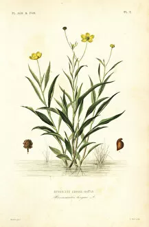 Greater spearwort, Ranunculus lingua
