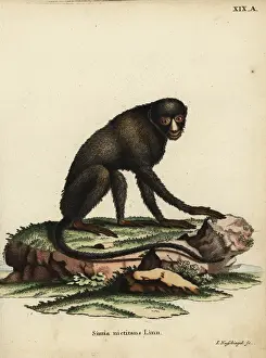 Nussbiegel Prints: Greater spot-nosed monkey or putty-nosed monkey