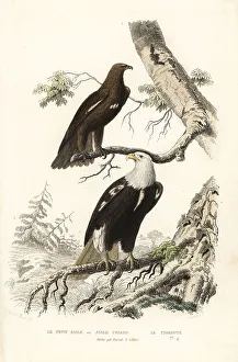 Predator Prints: Greater spotted eagle and bald eagle