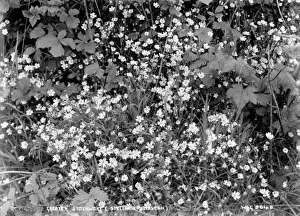 Greater Stitchwort (Stellaria Holostea)