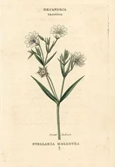 Stitchwort Prints: Greater stitchwort, Stellaria holostea