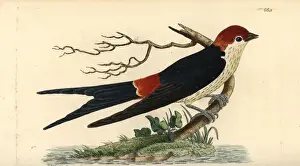 Hirundo Prints: Greater striped swallow, Hirundo cucullata