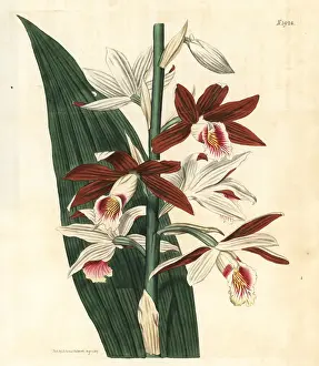 Banks Prints: Greater swamp-orchid, Phaius tankervilleae. Endangered