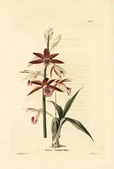 Greater swamp-orchid, Phaius tankervilleae. Endangered