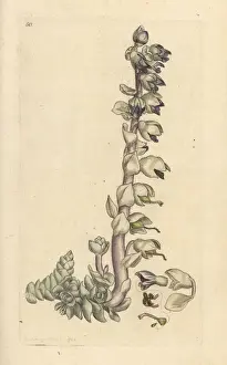 Greater tooth-wort, Lathraea squamaria