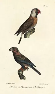 Oeuvres Collection: Greater vasa parrot and mascarene parrot