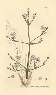 Alisma Gallery: Greater water plantain, Alisma plantago-aquatica