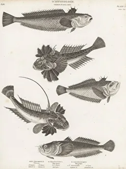 Ichthyology Prints: Greater weever, Atlantic stargazer and dragonet fish