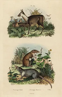 Moschus Collection: Greater white-toothed shrew, grey musk shrew