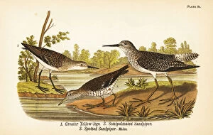 Greater yellow-legs, semipalmated sandpiper and spotted