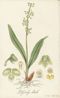Nathaniel Wallich Prints: Greater yellowspike orchid, Polystachya concreta