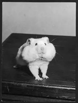 Hamster Prints: Greedy Hamster