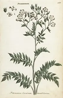 Joshuahamilton Prints: Greek valerian or Jacobs ladder, Polemonium caeruleum