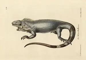 Naturalien Cabinet Prints: Green or American iguana, Iguana iguana