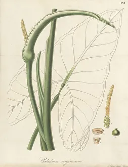 Exotic Flora Prints: Green arrow arum, Peltandra virginica