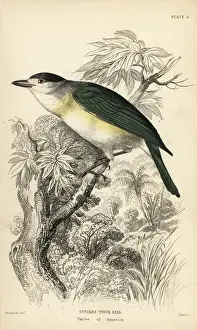 Flycatchers Prints: Green-backed becard, Pachyramphus viridis