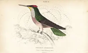 Hummingbirds Prints: Green-backed firecrown, Sephanoides sephaniodes