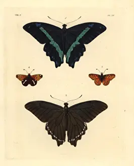 Dorsal Prints: Green-banded swallowtail and spotted fritillary butterfly