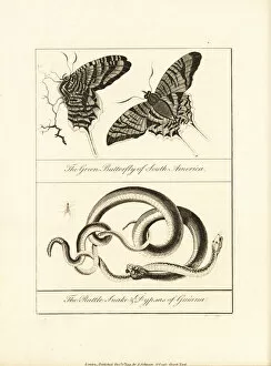 Narrative Collection: Green banded urania moth, rattlesnake and snail-eater snake
