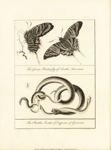 Negroes Prints: Green banded urania moth, rattlesnake and snail-eater snake