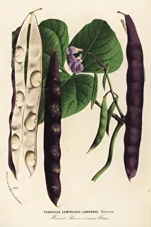Bean Prints: Green bean or haricot, Phaseolus vulgaris lucasianus