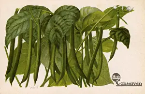 Beans Prints: Green Beans - Advertorial postcard for Dutch Hero Company