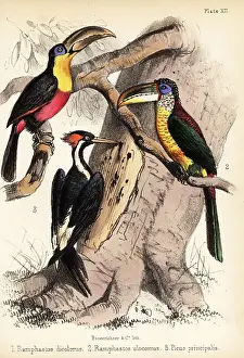Ornithologist Prints: Green-billed toucan, curl-crested aracari and ivory-billed woodp
