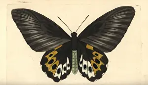 Green birdwing variety, Ornithoptera priamus species