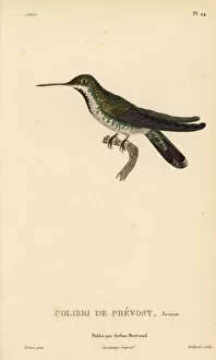 Colibris Collection: Green-breasted mango, Anthracothorax prevostii. Juvenile
