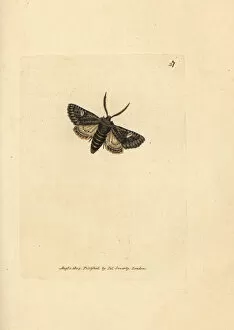 Bombyx Collection: Green-brindled dot moth, Valeria oleagina