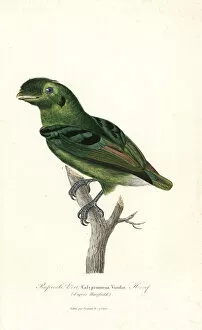 Primevere Collection: Green broadbill, Calyptomena viridis
