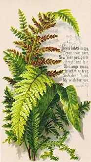Green and brown ferns on a Christmas card
