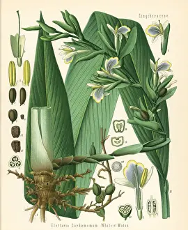 Green cardamon or true cardamon, Elettaria cardamomum