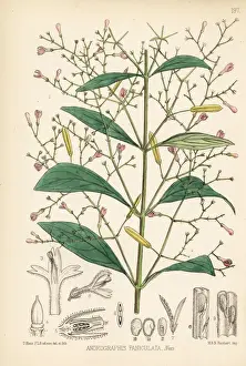 Ayurveda Prints: Green chirayta, Andrographis paniculata